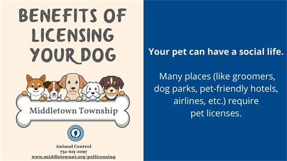 Benefit of Licensing Your Dog: Your pet can have a social life. Many places (like groomers, dog parks, pet-friendly hotels, airlines, etc.) require pet licenses.
