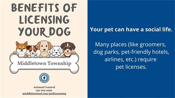 Your pet can have a social life. Many pla﻿ces (like groomers, dog parks, pet-friendly hotels, airlines, etc.) require pet licenses.
