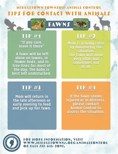 Middletown Animal Control Tips for Fawns