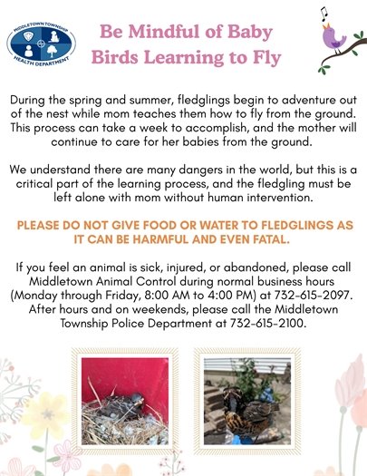 During the spring and summer, fledglings begin to adventure out of the nest while mom teaches them how to fly from the ground. This process can take a week to accomplish, and the mother will continue to care for her babies from the ground.   We understand there are many dangers in the world, but this is a critical part of the learning process, and the fledgling must be left alone with mom without human intervention.   Please do not give food or water to fledglings as it can be harmful and even fatal.   If you feel an animal is sick, injured, or abandoned, please call Middletown Animal Control during normal business hours  (Monday through Friday, 8:00 AM to 4:00 PM) at 732-615-2097.  After hours and on weekends, please call the Middletown Township Police Department at 732-615-2100.