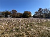 Field of Flags