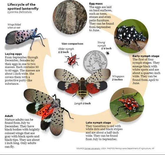 Lifecycle of the spotted lanternfly
