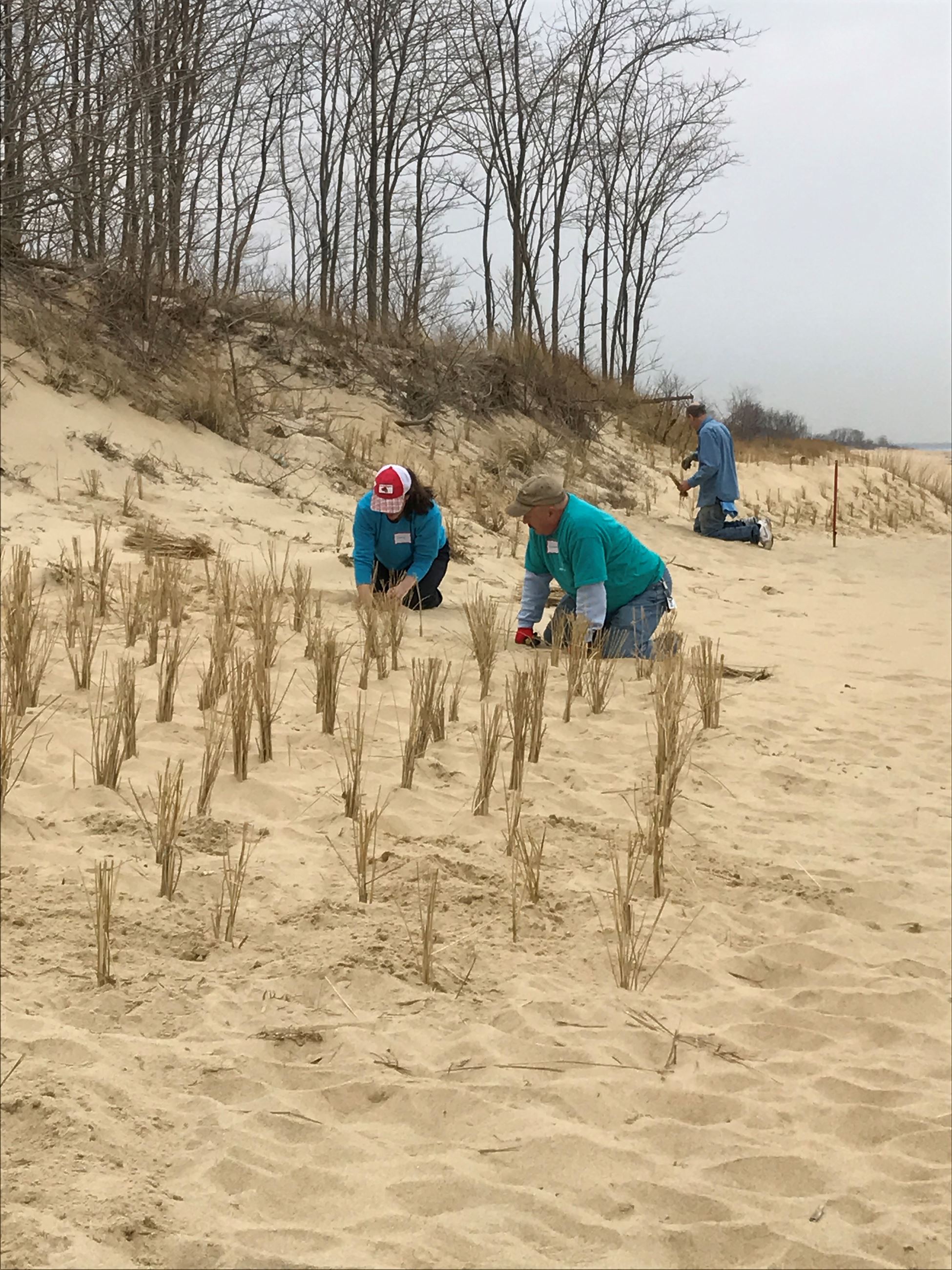 Dune Grass Planting