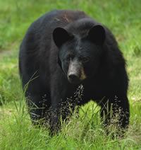 Black Bears and Public Safety