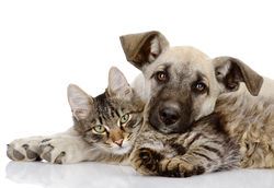 Cat and Dog image