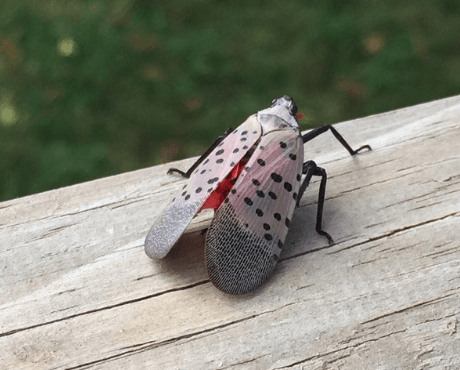 Spotted Lanternfly_news
