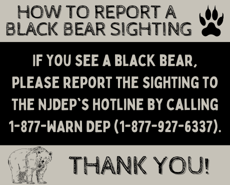 Black Bear Sighting Hotline_news