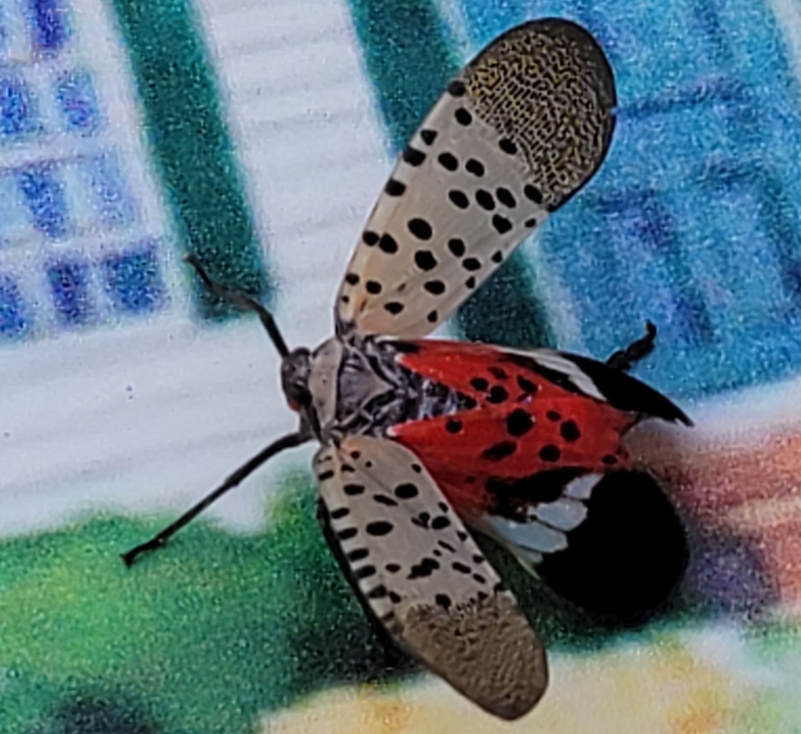 Spotted Lanternfly
