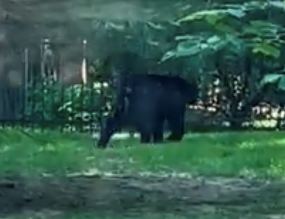 Bear sighting_Green Meadow